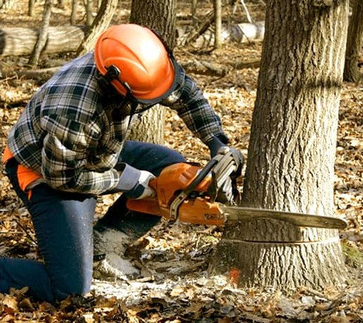 Tree Removal in Meadowview, VA